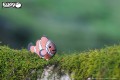 37_clownfish_02.JPG