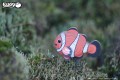 37_clownfish_05.JPG