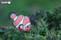 37_clownfish_08.JPG