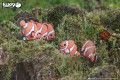 37_clownfish_12.JPG