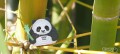 Panda w bambusowym lesie.jpg