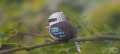 27_kookaburra_03_jpg.jpg