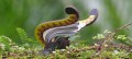 59_lyrebird_3_jpg.jpg