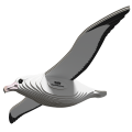 097_Royal_Albatross_rendering_0001.png