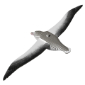 097_Royal_Albatross_rendering_0003.png
