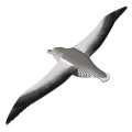 097_Royal_Albatross_rendering_0003_woHook.png