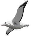 097_Royal_Albatross_rendering_0004.png