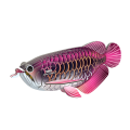 118_Asian_Arowana_20240307_cover_woBG.png