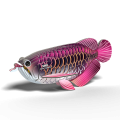 118_Asian_Arowana_rendering_7Mar_0001.png
