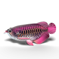 118_Asian_Arowana_rendering_7Mar_0002.png